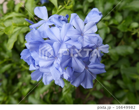 大切な人の記念日や感謝の気持ちを込めて贈る花がルリマツリだ。 16649982