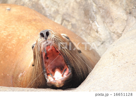 大あくび 16651128