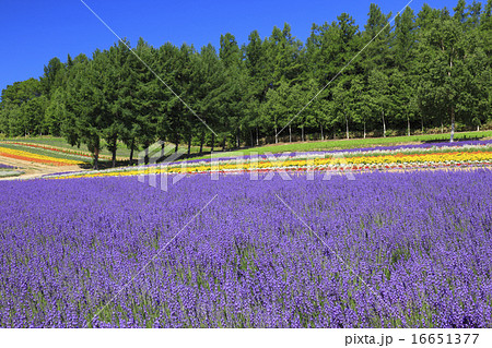 北海道　中富良野町　彩香の里ラベンダー園 16651377