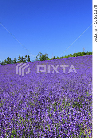 北海道　中富良野町　彩香の里ラベンダー園 16651379