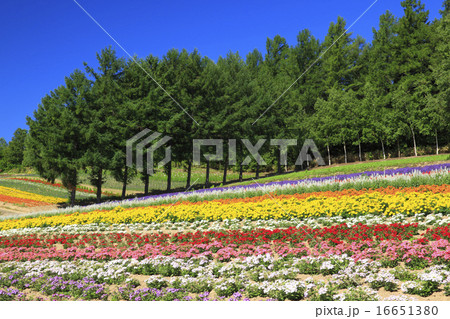 北海道　中富良野町　彩香の里花畑 16651380