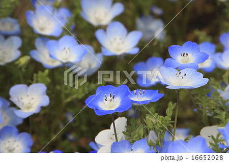 ひたち海浜公園のネモフィラ 16652028