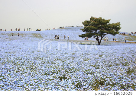 ひたち海浜公園のネモフィラ ひたち海浜公園のネモフィラ 16652029
