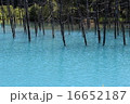 青の池 16652187