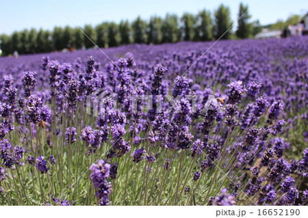 ハチとラベンダー 16652190