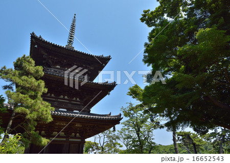 三渓園　三重塔 16652543