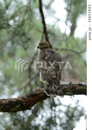 オオタカ 16652693