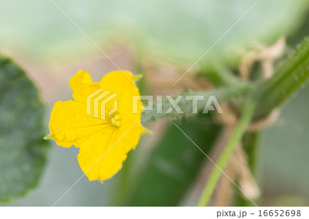 キュウリの雌花 キュウリの雌花 16652698