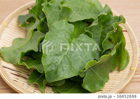 オカワカメ 16652699