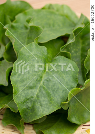 オカワカメ 16652700