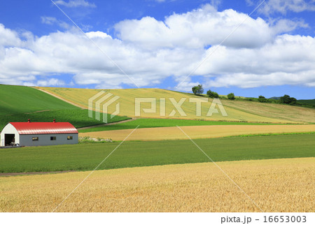 北海道 美瑛町 美瑛の丘 北海道 美瑛町 美瑛の丘 16653003