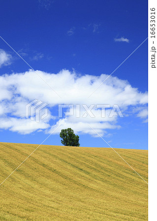 北海道 美瑛町 麦畑に一本の木と流れ雲 北海道 美瑛町 麦畑に一本の木と流れ雲 16653016