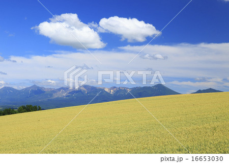 北海道 上富良野町 十勝岳連峰と丘の麦畑 北海道 上富良野町 十勝岳連峰と丘の麦畑 16653030