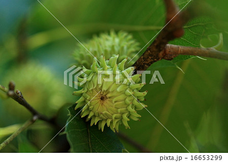 自然 植物 クヌギ 去年の春受粉した花は今年秋に立派なドングリになります これは夏の若造ですの写真素材