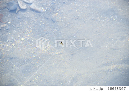 あめんぼう 16653367