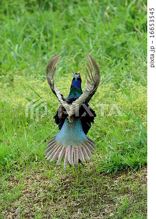 まるでエンジェル 16653545