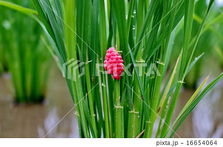 ジャンボタニシ ジャンボタニシ 16654064