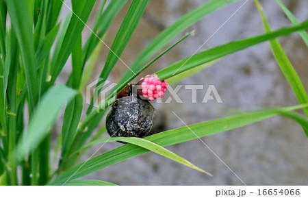 ジャンボタニシ ジャンボタニシ 16654066