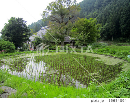 小さな棚田 16654094
