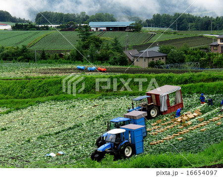 嬬恋キャベツ 16654097