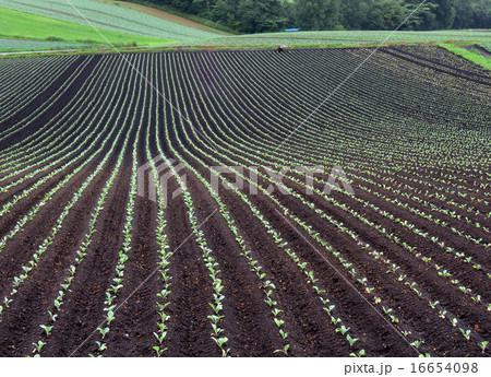 嬬恋キャベツ 16654098