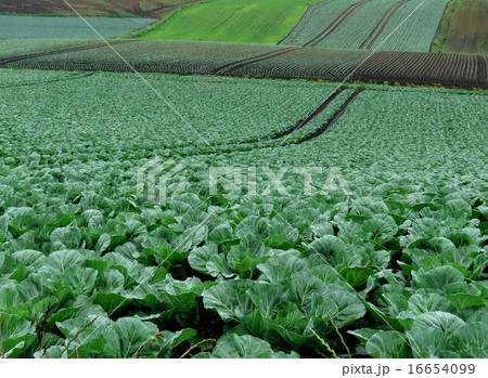 嬬恋キャベツ 16654099