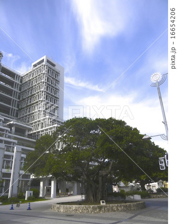 那覇市役所とガジュマルの木 那覇市役所とガジュマルの木 16654206