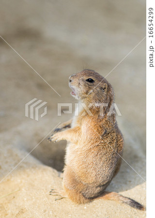 口をあけたプレーリードッグ 口をあけたプレーリードッグ 16654299