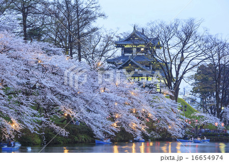 高田城と桜のライトアップ 新潟県上越市 高田城と桜のライトアップ 新潟県上越市 16654974