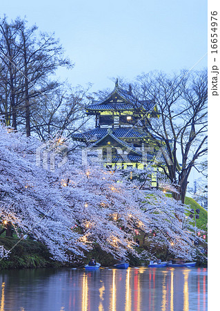 高田城と桜のライトアップ 新潟県上越市 高田城と桜のライトアップ 新潟県上越市 16654976