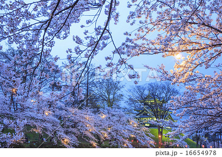 高田城と桜のライトアップ 新潟県上越市 高田城と桜のライトアップ 新潟県上越市 16654978
