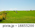 青空と草原 16655200