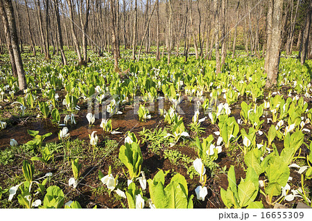 刺巻湿原のミズバショウ群生地　秋田県仙北市田沢湖 16655309