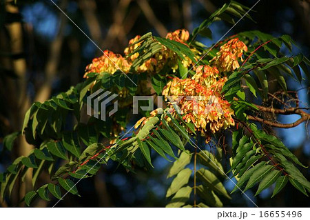 シンジュの果実 16655496