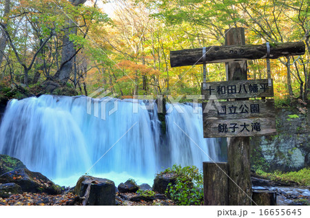 奥入瀬の紅葉　銚子大滝 16655645