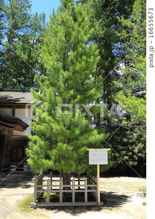 高野山　金剛峯寺　昭和天皇　皇后両陛下　行幸啓記念樹 16655673