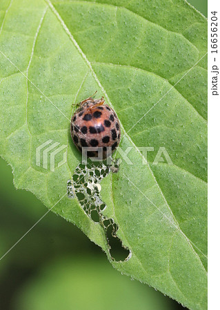 害虫 ニジュウヤホシテントウ02 害虫 ニジュウヤホシテントウ02 16656204