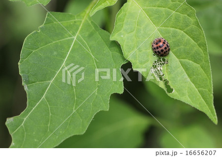 害虫　ニジュウヤホシテントウ０５ 16656207