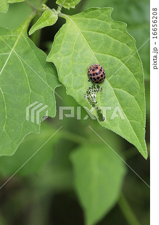 害虫 ニジュウヤホシテントウ06 害虫 ニジュウヤホシテントウ06 16656208