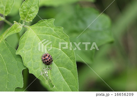 害虫 ニジュウヤホシテントウ07 害虫 ニジュウヤホシテントウ07 16656209