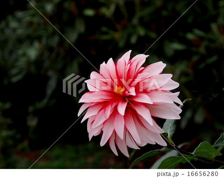 ダリア 16656280