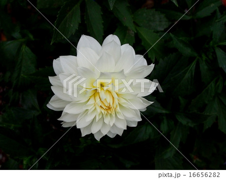 ダリア 16656282