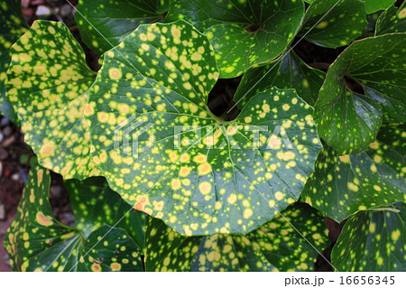 ツワブキ 16656345