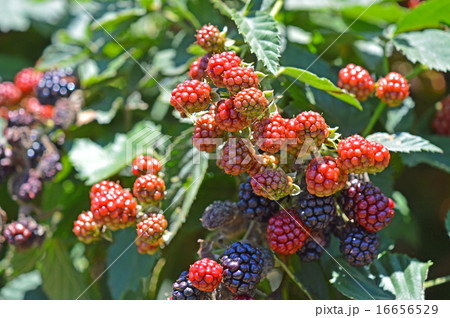 ブラックベリー 16656529