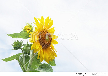 白バック　向日葵 16656566