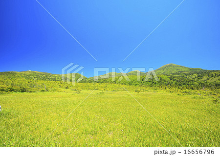 毛無岱から見る夏の八甲田山 青森県青森市 毛無岱から見る夏の八甲田山 青森県青森市 16656796