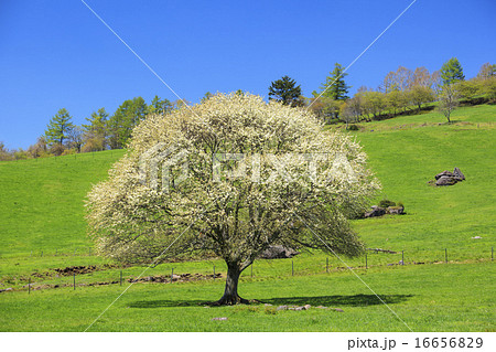 八ヶ岳牧場に咲くヤマナシの木 山梨県北杜市の写真素材