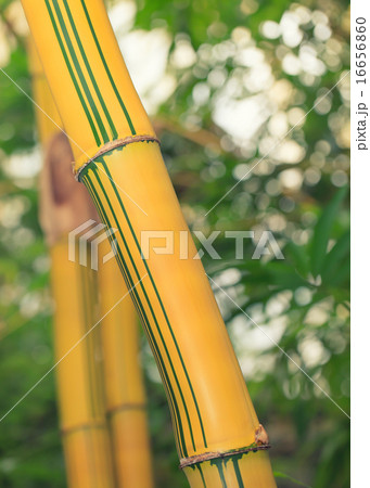 Lush bamboo tree Lush bamboo tree 16656860