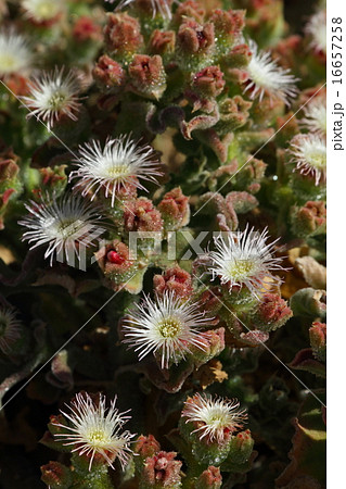 アイスプラント 16657258