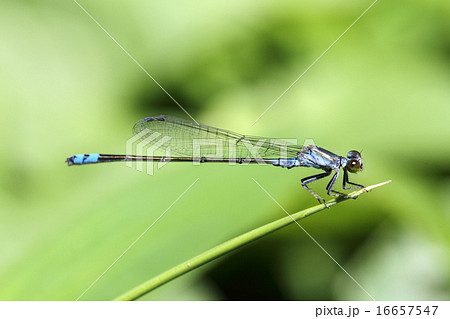イトトンボ 16657547